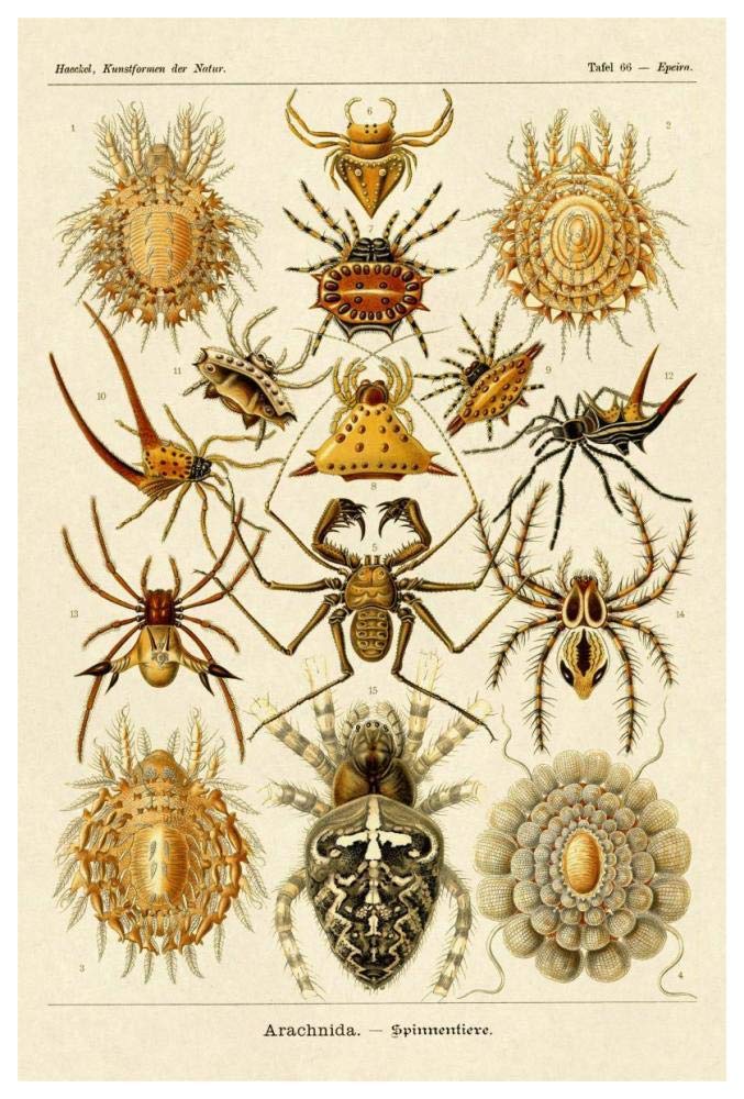 Haeckel Nature Illustrations: Spiders-Paper Art-42x62”