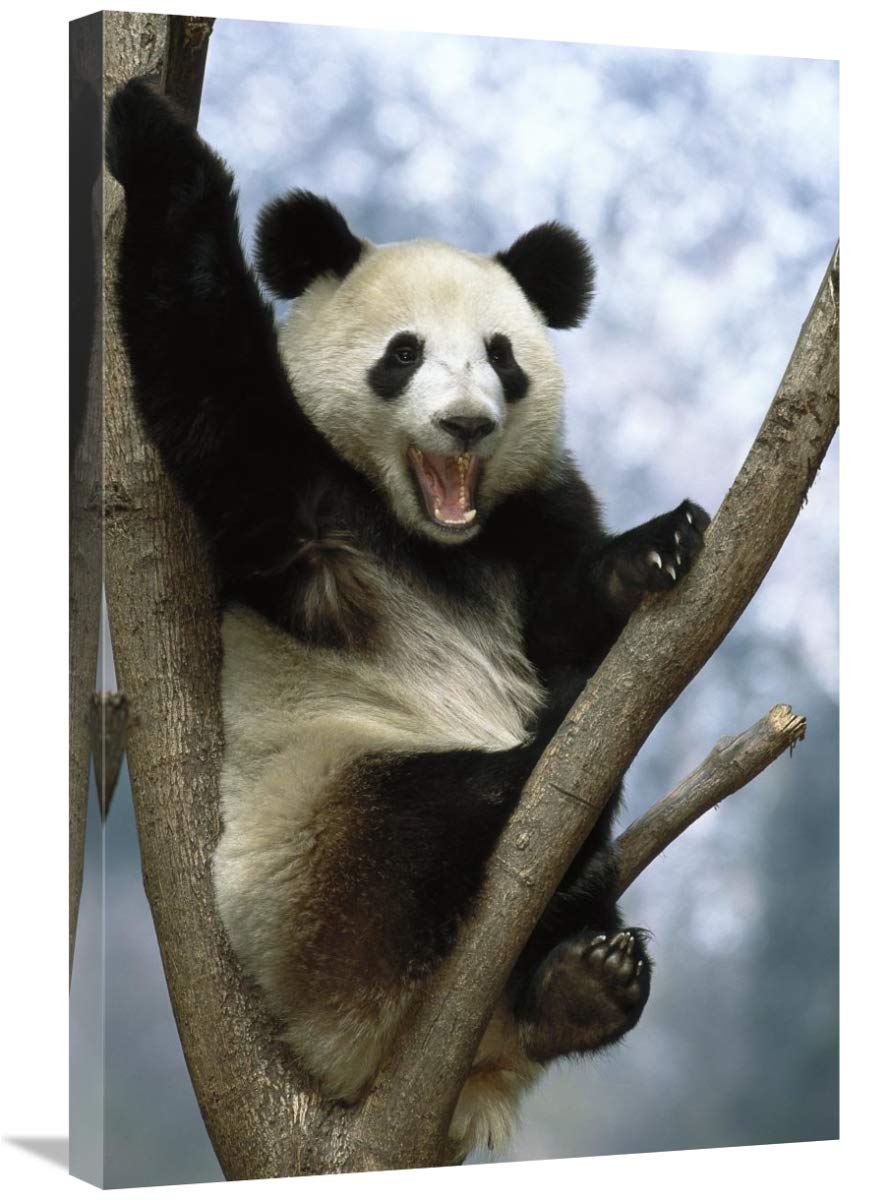 Giant Panda , Wolong Valley, China-Canvas Art-20x30”