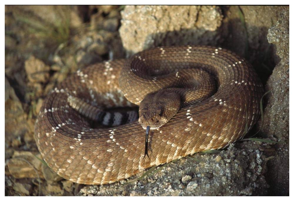 Red Rattlesnake sensing with its tongue, Baja, Mexico-Paper Art-62x42”