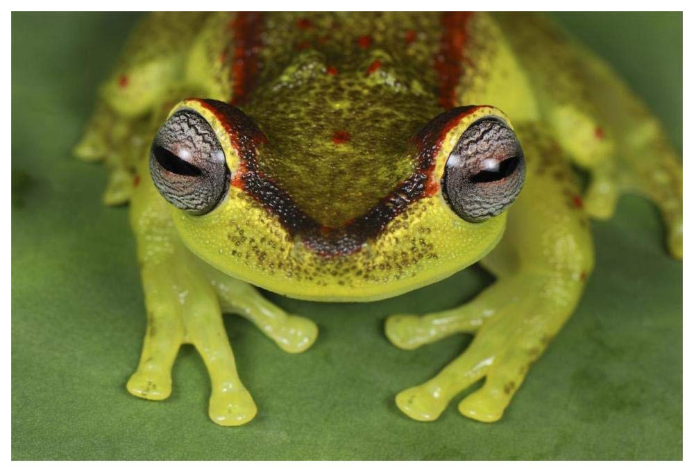 Treefrog at night, Colombia-Paper Art-62x42”