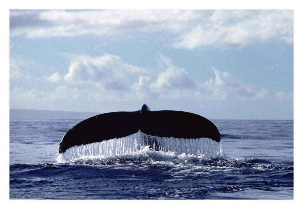 Humpback Whale tail-Paper Art-32x22”