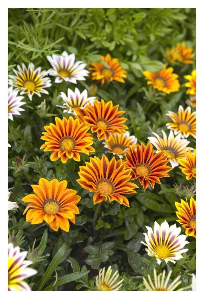Gazania flowers-Paper Art-14x20”