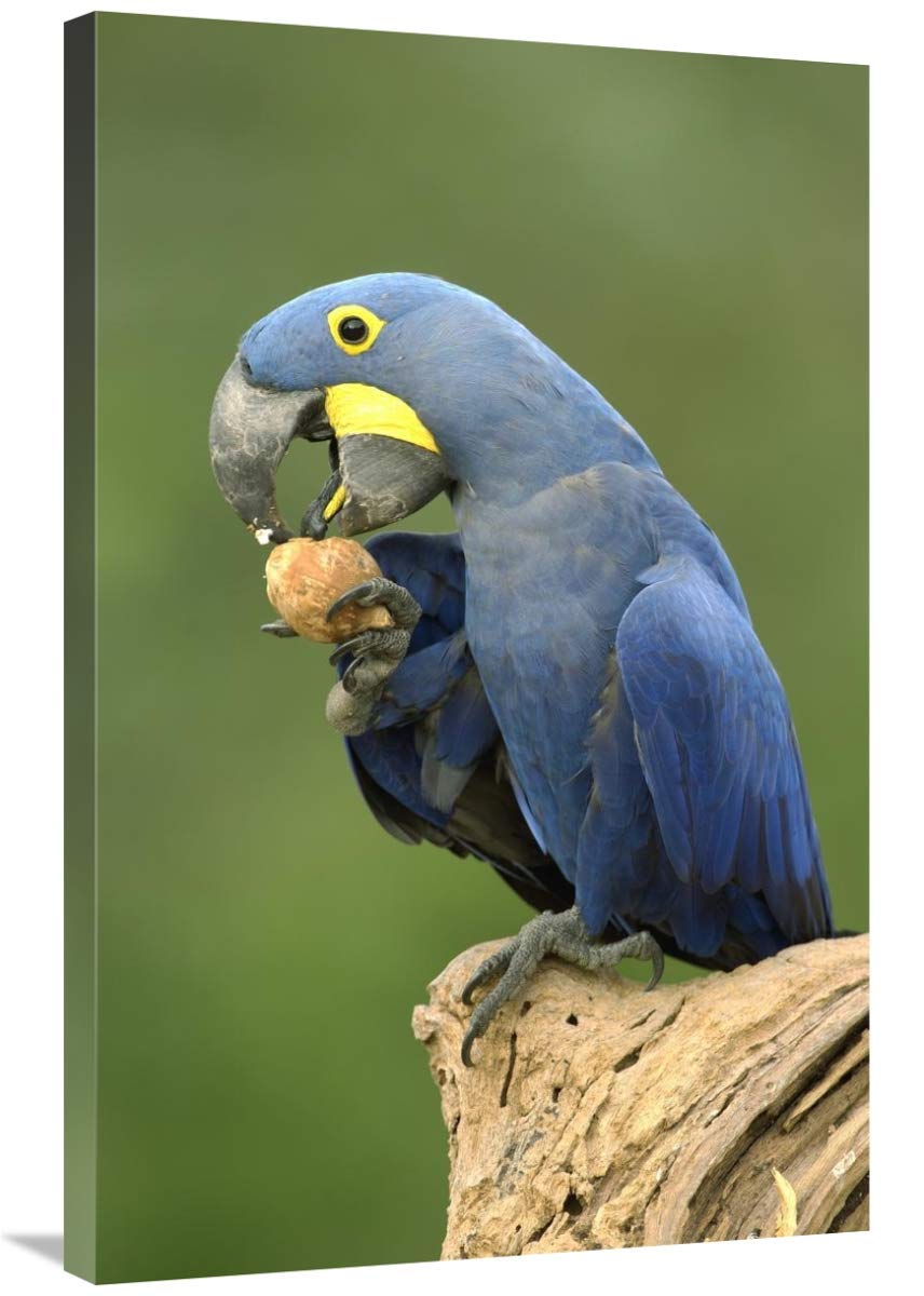 Hyacinth Macaw in Cerrado habitat eating Piassava Palm nuts, Brazil-Canvas Art-24x36”