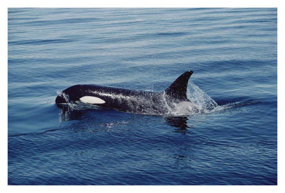 Orca surfacing, Johnstone Strait, British Columbia, Canada-Paper Art-38x26”