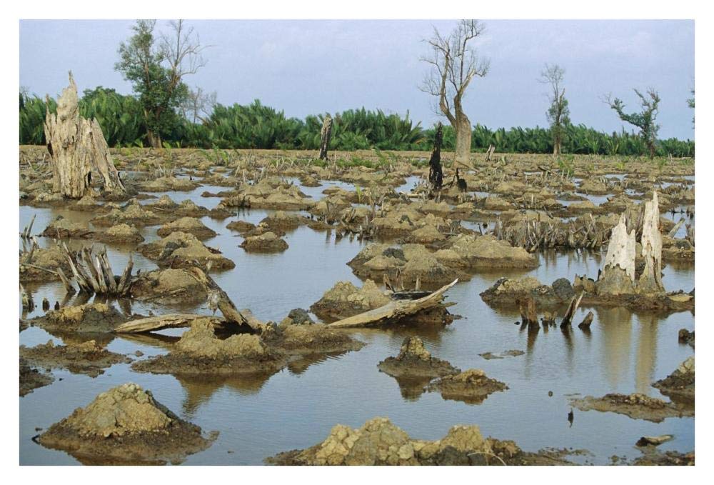 Mangrove in Mahakam Delta 80% destroyed in 2001 because of tiger shrimp farm, East Kalimantan, Indonesia-Paper Art-38x26”