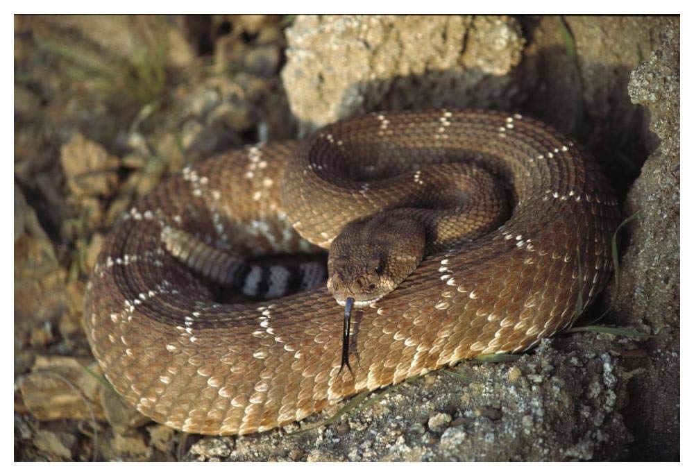 Red Rattlesnake sensing with its tongue, Baja, Mexico-Paper Art-50x34”