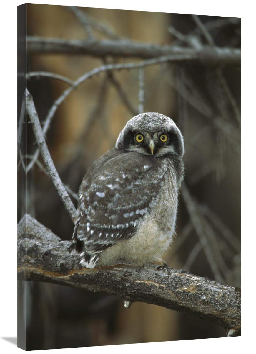 Northern Hawk Owl chick, Saskatchewan, Canada-Canvas Art-24x36”