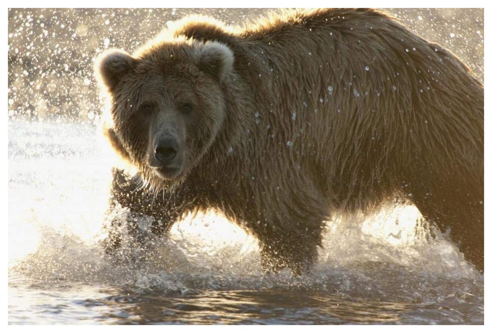 Grizzly Bear foraging for salmon in stream, Katmai National Park, Alaska-Paper Art-62x42”