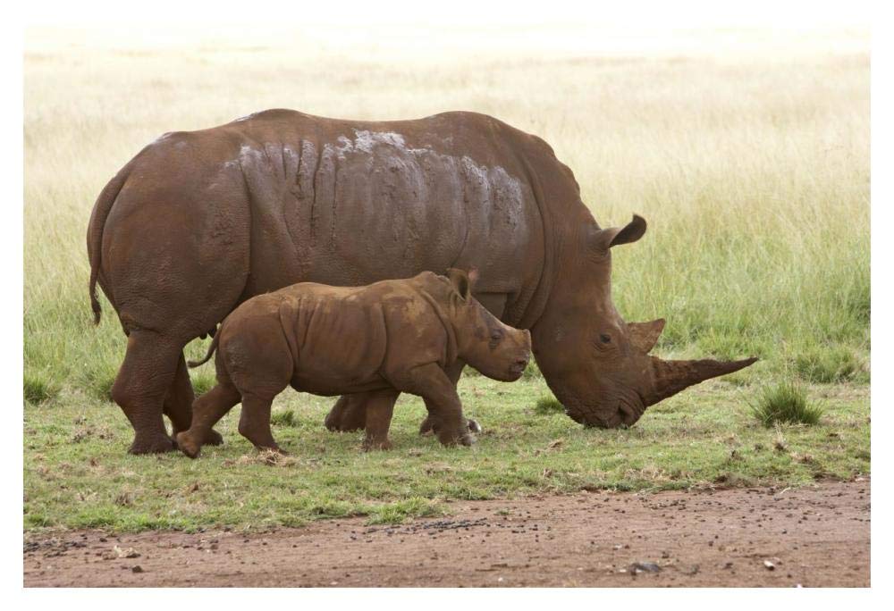 White Rhinoceros mother and calf, Rhino and Lion Nature Reserve, South Africa-Paper Art-20x14”