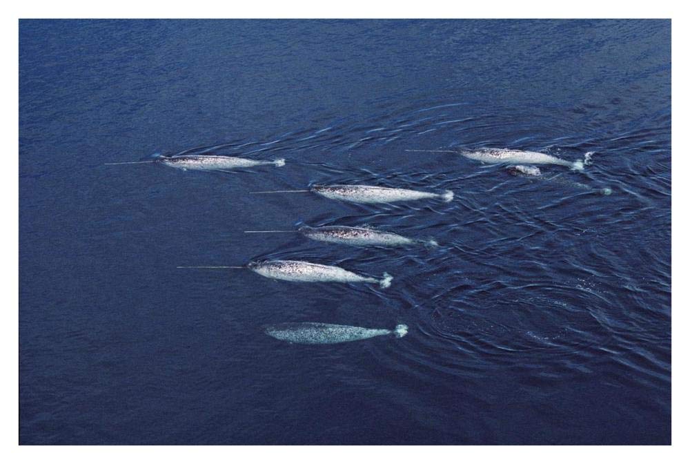 Narwhal pod aerial, Lancaster Sound, Canada-Paper Art-38x26”