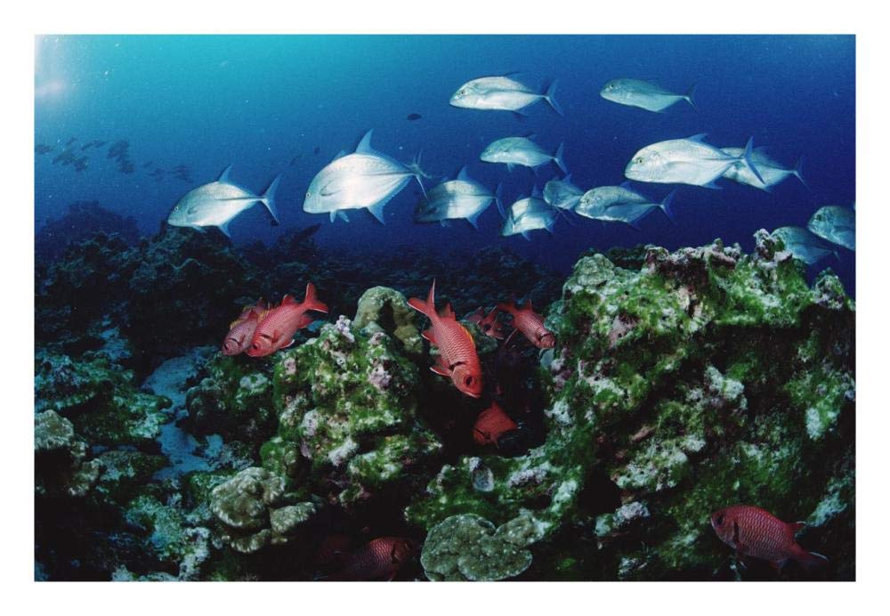 Cavalla and Squirrelfish schools patrolling reef, Cocos Island, Costa Rica-Paper Art-26x18”