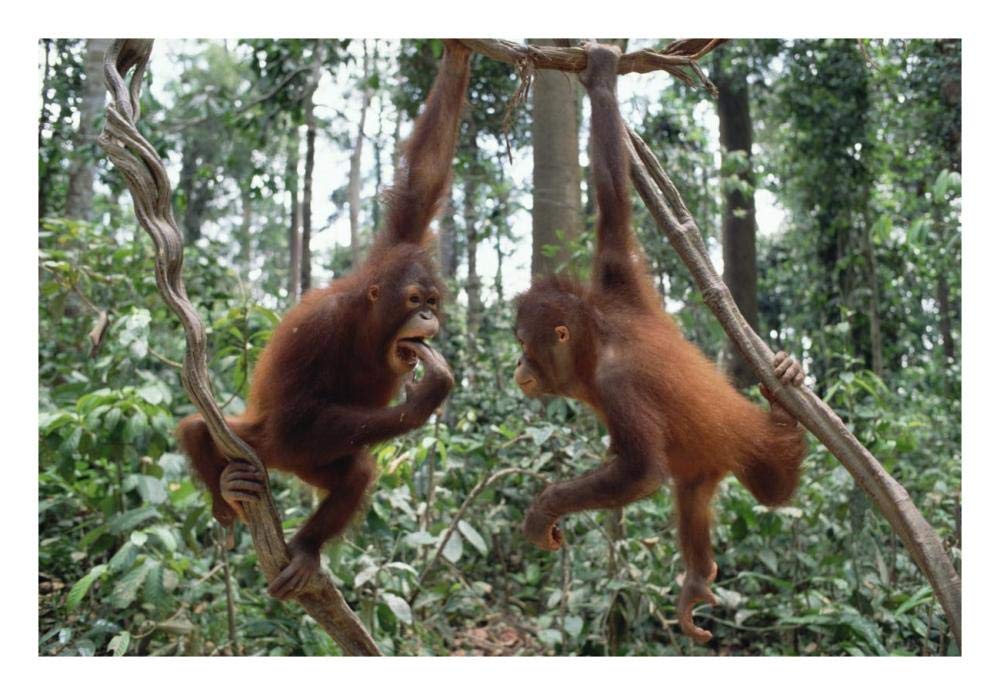 Orangutan pair playing in trees, Borneo-Paper Art-26x18”