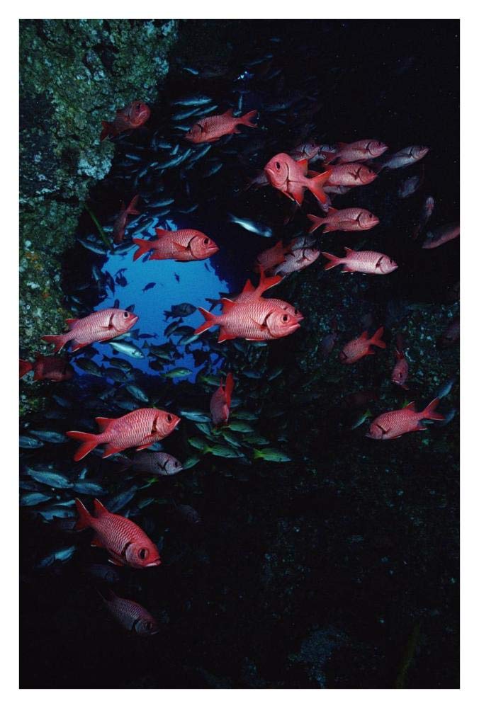Squirrelfish schooling at reef, Cocos Island, Costa Rica-Paper Art-26x38”
