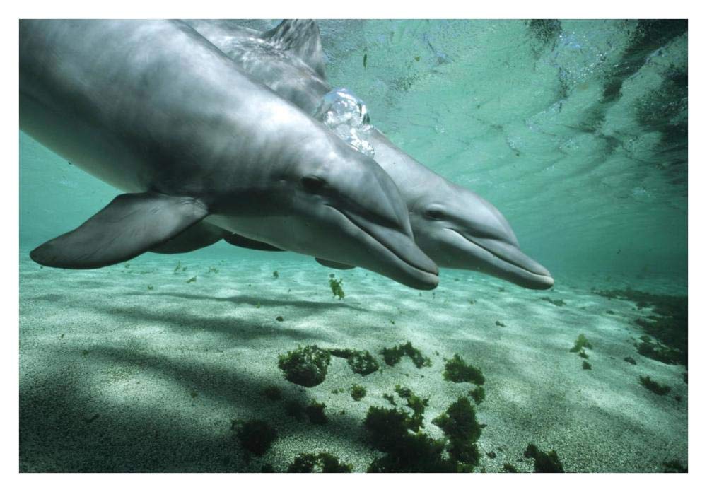 Bottlenose Dolphin pair underwater, Hawaii-Paper Art-38x26”