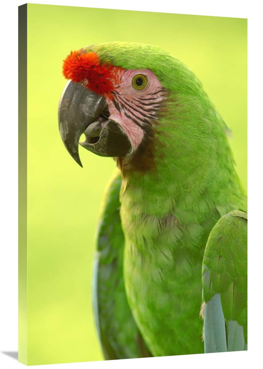 Military Macaw portrait, Amazon rainforest, Ecuador-Canvas Art-24x36”