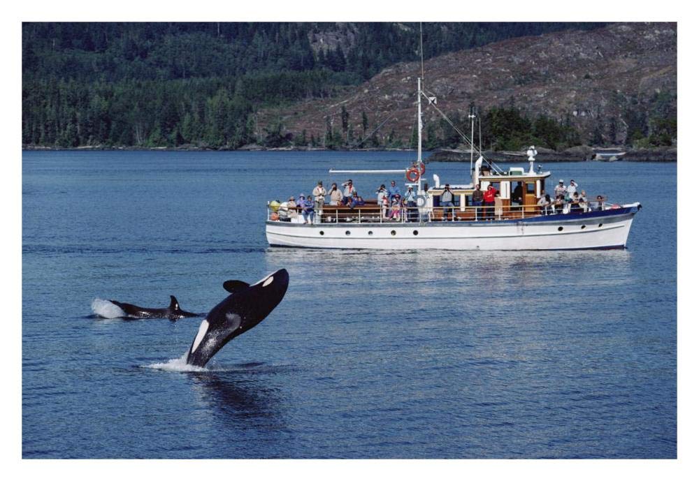 Orca leaping before whale watchers, Johnstone Strait, Vancouver Island, Canada-Paper Art-32x22”