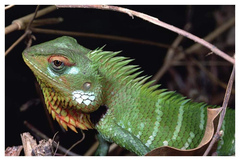 Lizard portrait, Sinharaja Biosphere Reserve, Sri Lanka-Paper Art-50x34”
