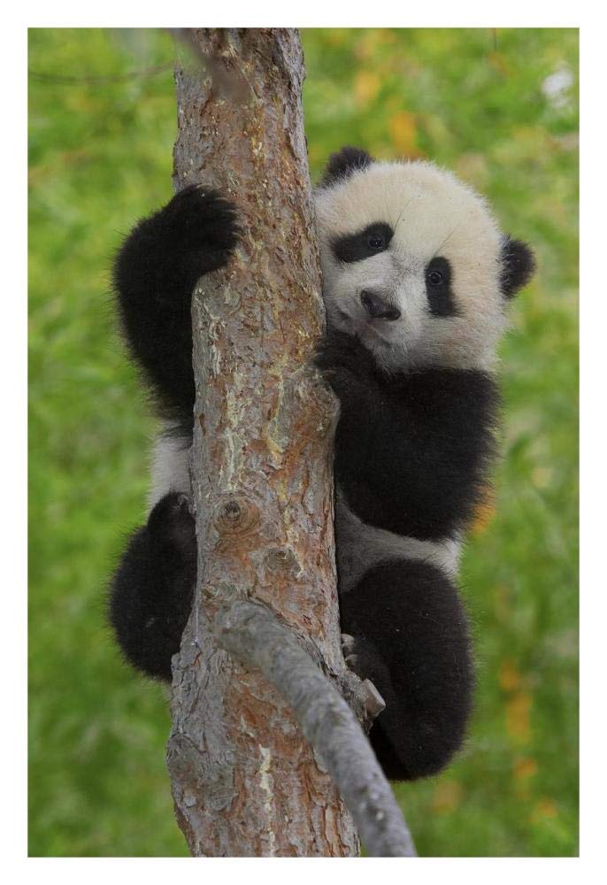 Giant Panda cub in tree, native to China-Paper Art-22x32”