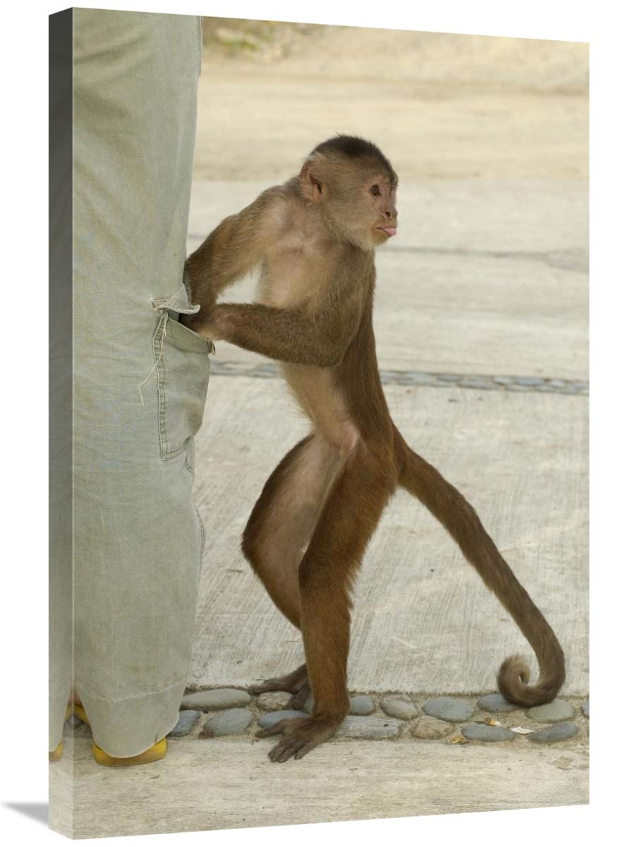 White-fronted Capuchin checking pant pocket, Puerto Misahualli,  Ecuador-Canvas Art-20x30”