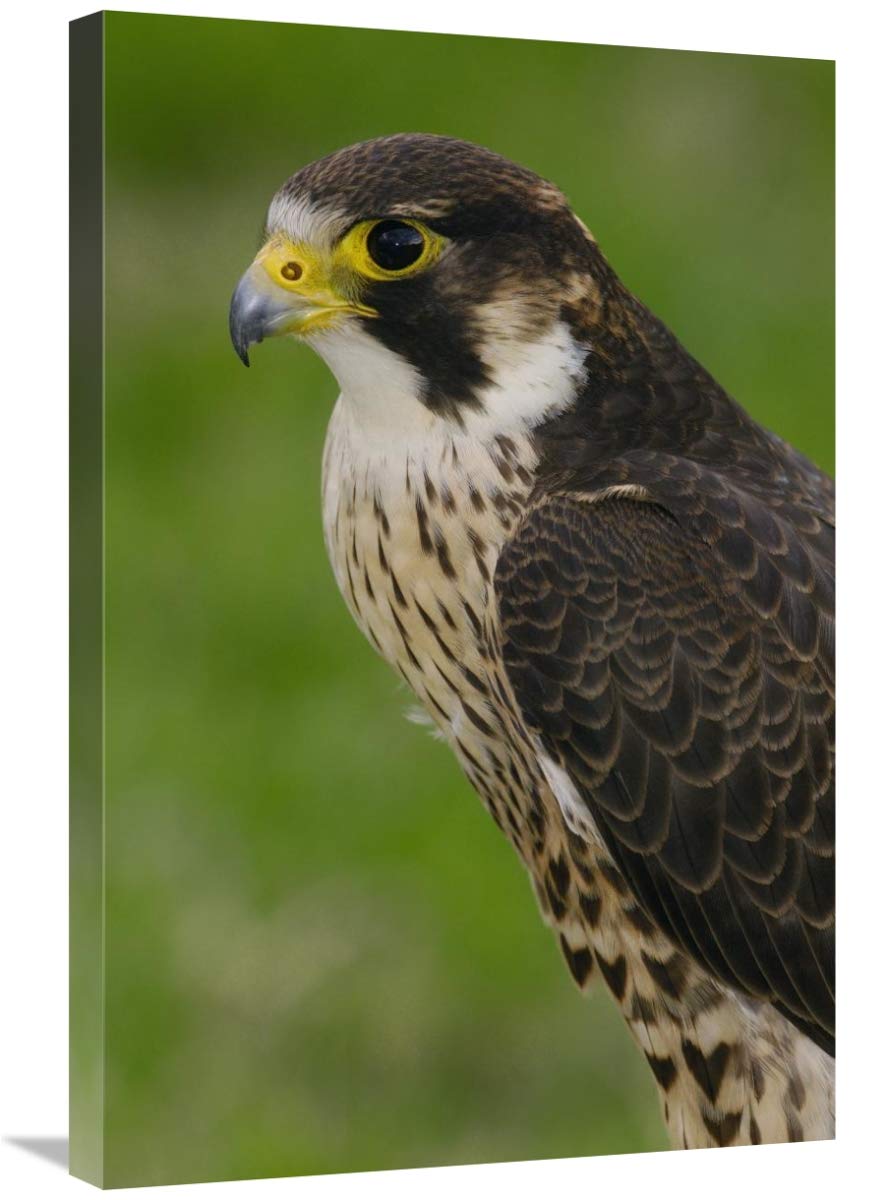 Peregrine Falcon portrait, Ecuador-Canvas Art-20x30”