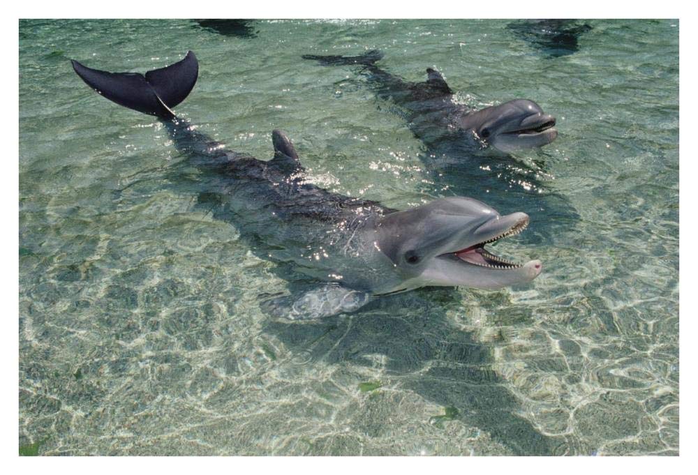 Bottlenose Dolphin pair in shallow lagoon, Waikoloa Hyatt, Hawaii-Paper Art-38x26”