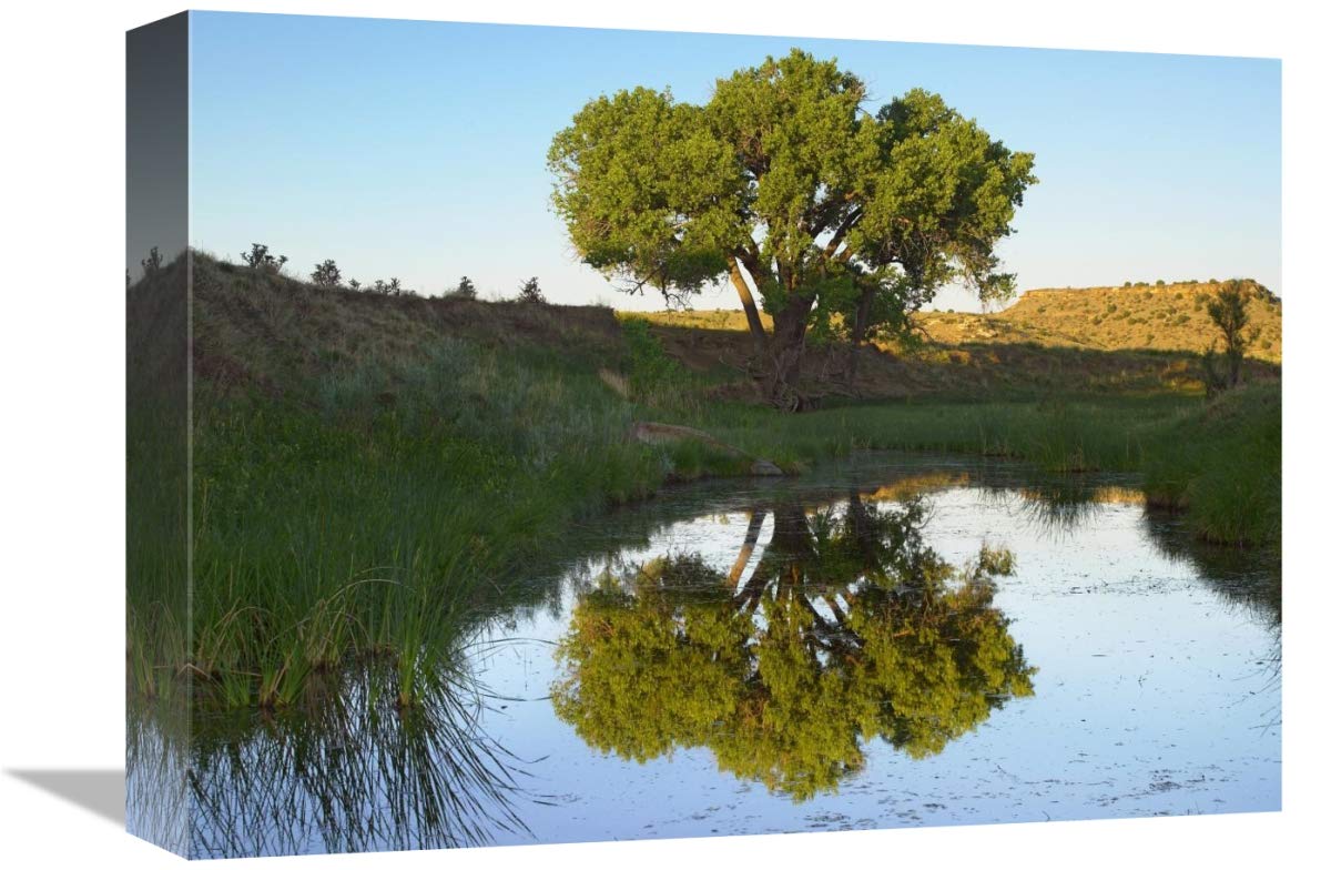 Tree reflecting in creek near Black Mesa State Park, Oklahoma-Canvas Art-16x12”