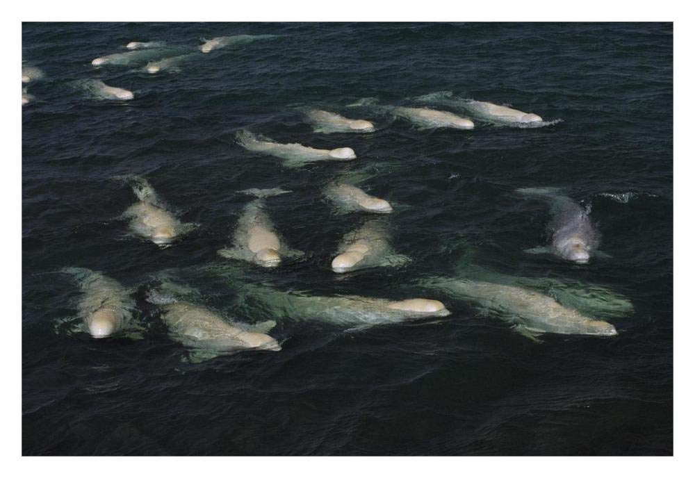 Beluga pod molting in freshwater shallows, NWT, Canada-Paper Art-32x22”