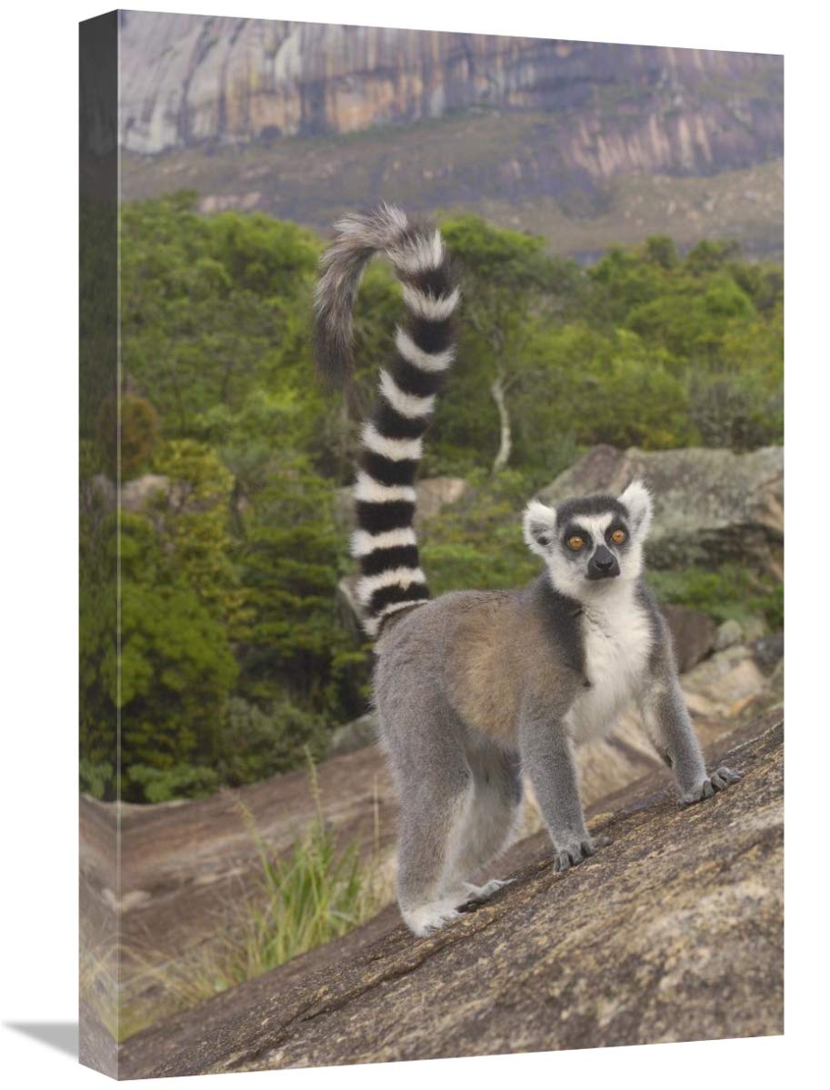 Ring-tailed Lemur portrait on rocks in the Andringitra Mountains, Madagascar-Canvas Art-16x24”