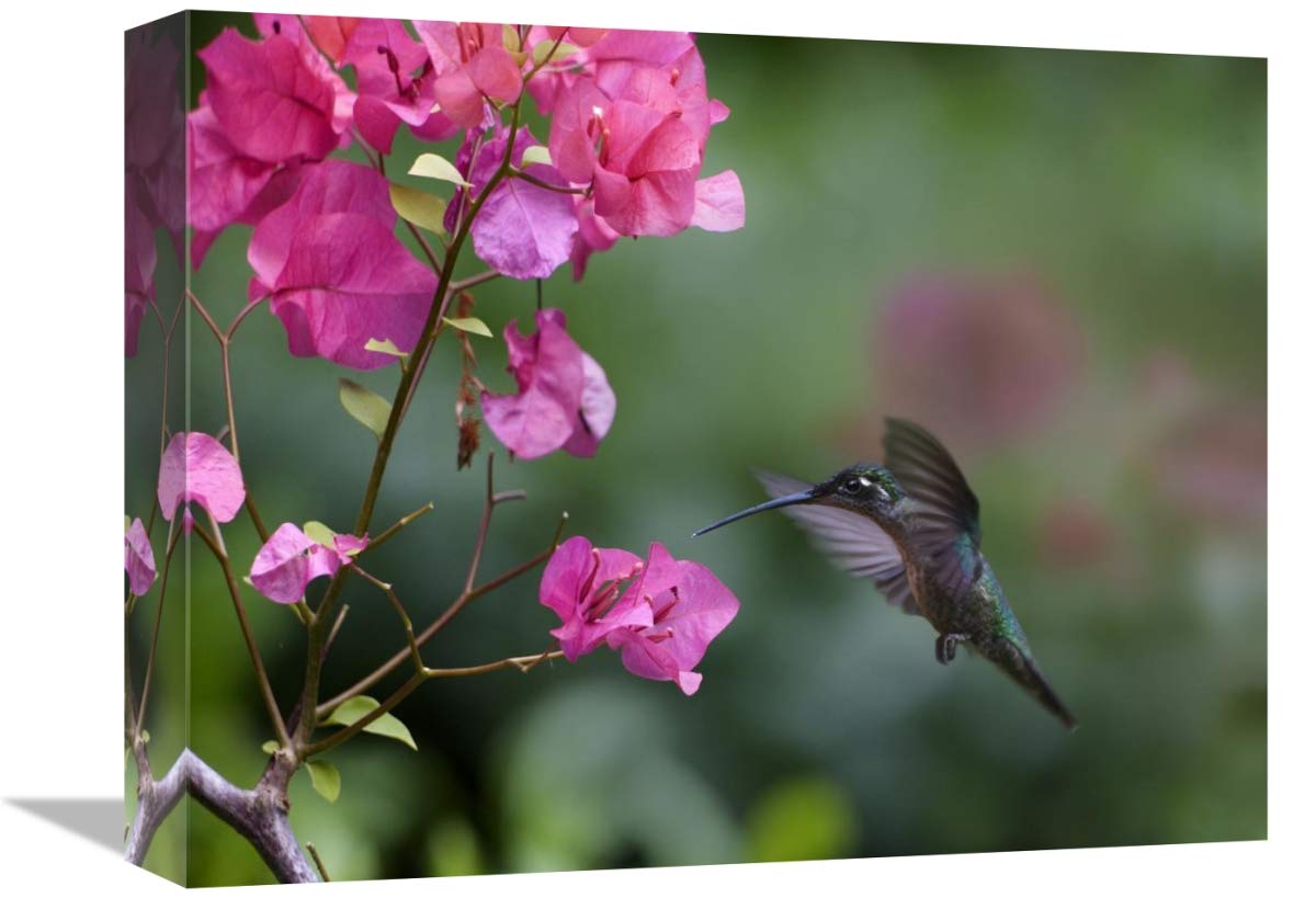 Magnificent Hummingbird female feeding at flower, Costa Rica-Canvas Art-16x12”