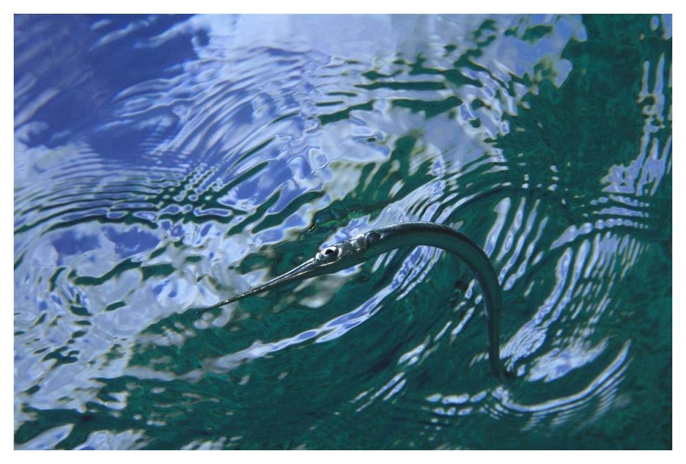 Needlefish on water surface, Bonaire, Netherland Antilles-Paper Art-50x34”