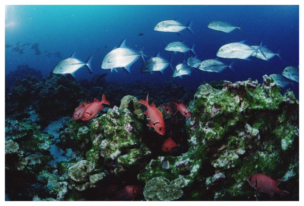 Cavalla and Squirrelfish schools patrolling reef, Cocos Island, Costa Rica-Paper Art-62x42”