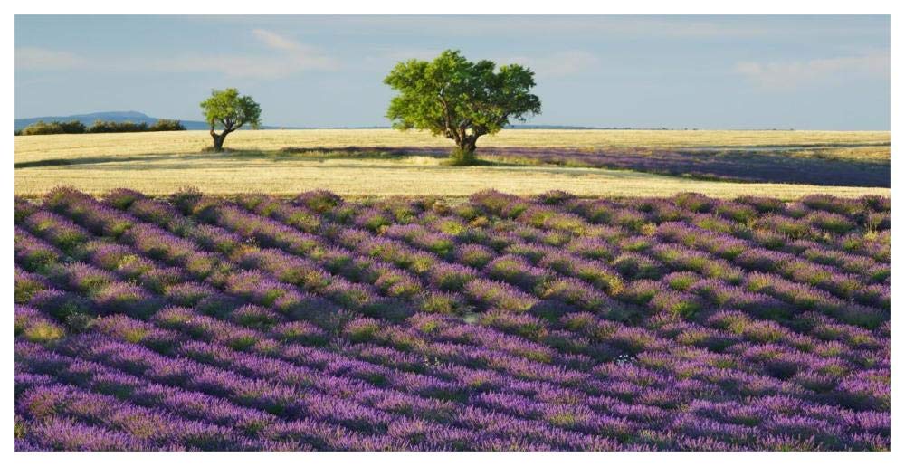Lavender field and almond tree, Provence, France-Paper Art-62x32”