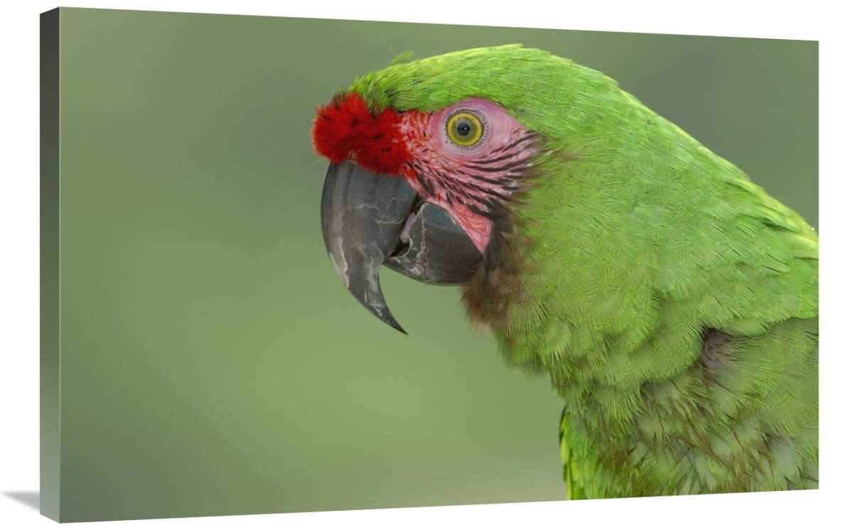Military Macaw portrait, Amazon rainforest, Ecuador-Canvas Art-36x24”