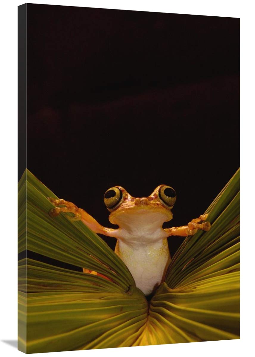 Chachi Tree Frog , Choco Rainforest,  Ecuador-Canvas Art-24x36”