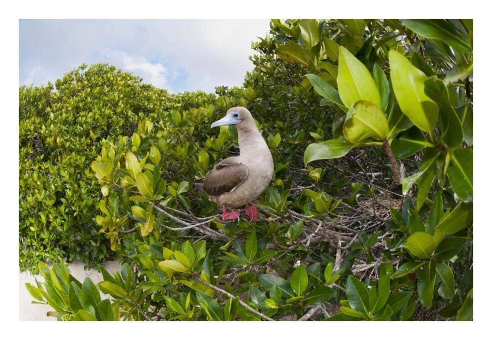 Red-footed Booby perching beside nest in mangroves, Galapagos Islands, Ecuador-Paper Art-26x18”