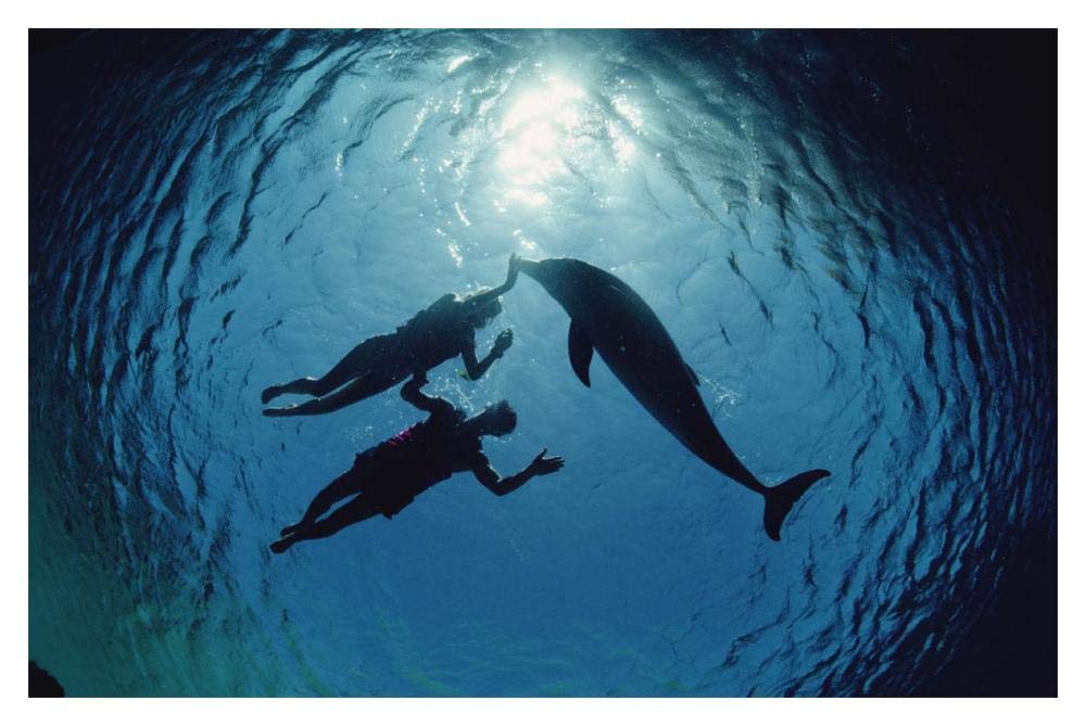 Bottlenose Dolphin silhouetted with two swimmers, Hawaii-Paper Art-20x14”