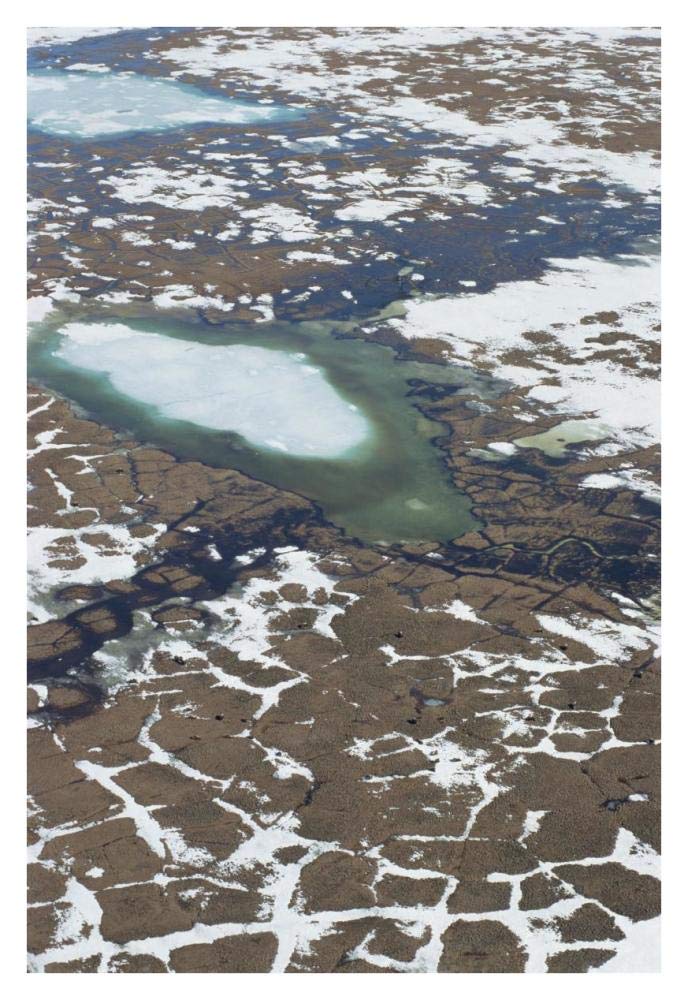 Aerial view of tundra polygons and group of Muskox Arctic National Wildlife Refuge, Alaska-Paper Art-26x38”