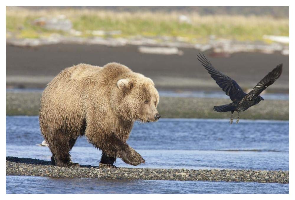 Grizzly Bear walking along water and scaring away Common Raven, Katmai National Park, Alaska-Paper Art-50x34”