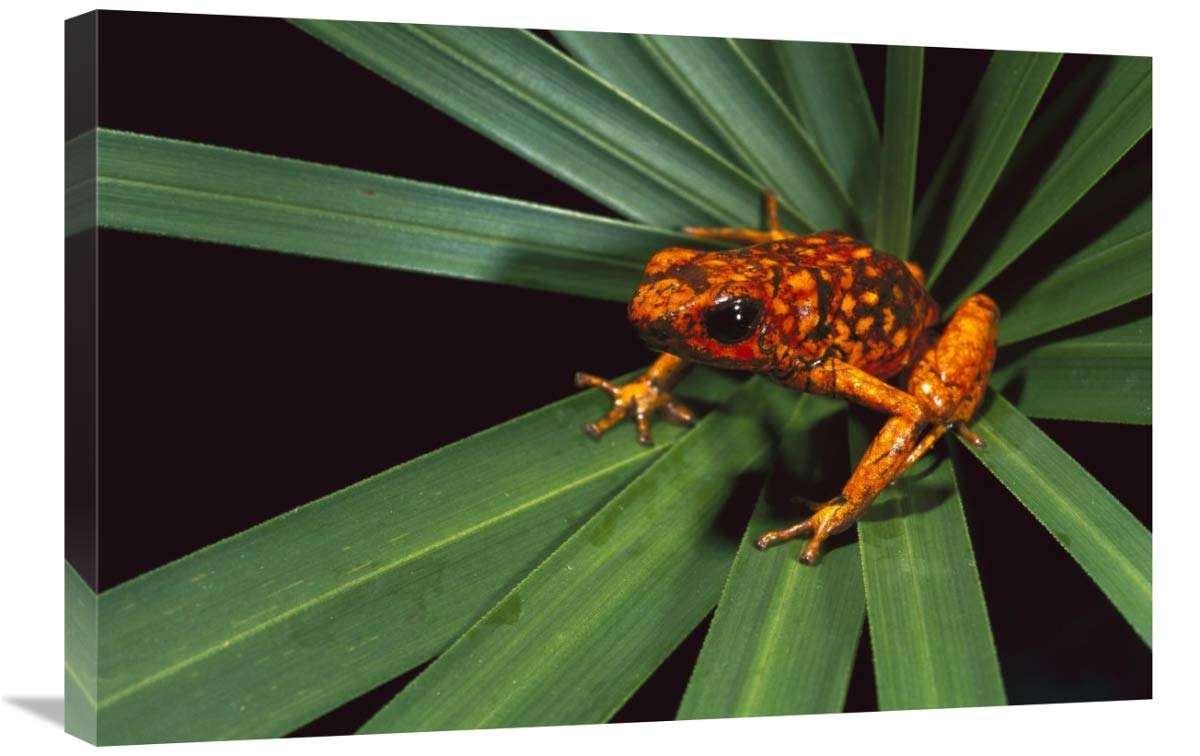 Splendid Poison Dart Frog on Bromeliad, Dorango Esmeraldas Provincia, Ecuador-Canvas Art-30x20”