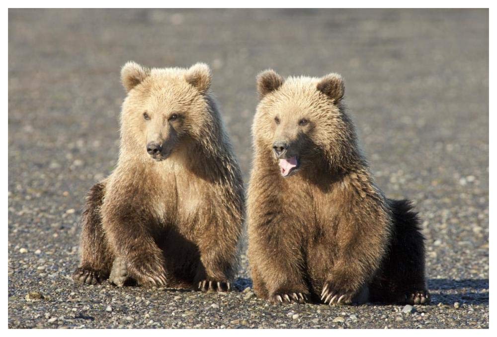Grizzly Bear cubs, one yawning, Katmai National Park, Alaska-Paper Art-62x42”