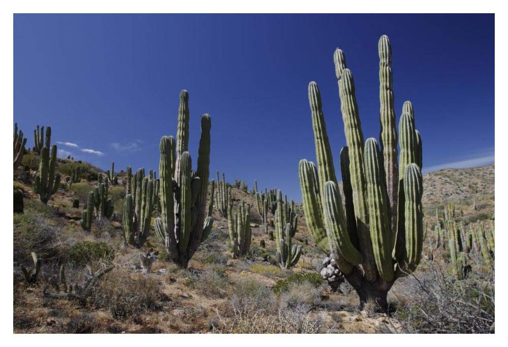 Cardon cacti in desert landscape, Santa Catalina Island, Mexico-Paper Art-20x14”