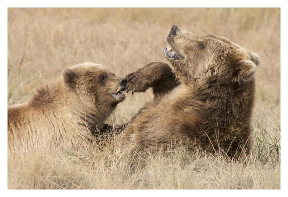 Grizzly Bear mother and cub playing, Katmai National Park, Alaska-Paper Art-20x14”