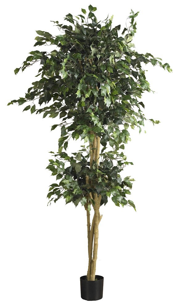 6 Double Ball Ficus Silk Tree