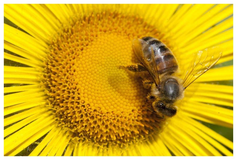 Bee on Alpine Sunflower, British Columbia, Canada-Paper Art-62x42”