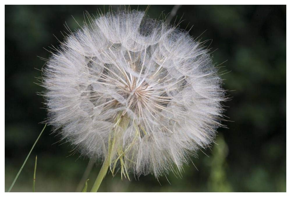 Dandelion seed head, Spruce Woods Provincial Park, Manitoba, Canada-Paper Art-62x42”
