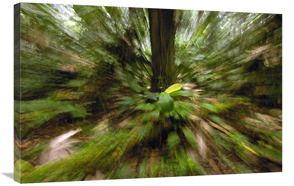 Primary rainforest, western slope of Andes Mountains, Ecuador-Canvas Art-36x24”