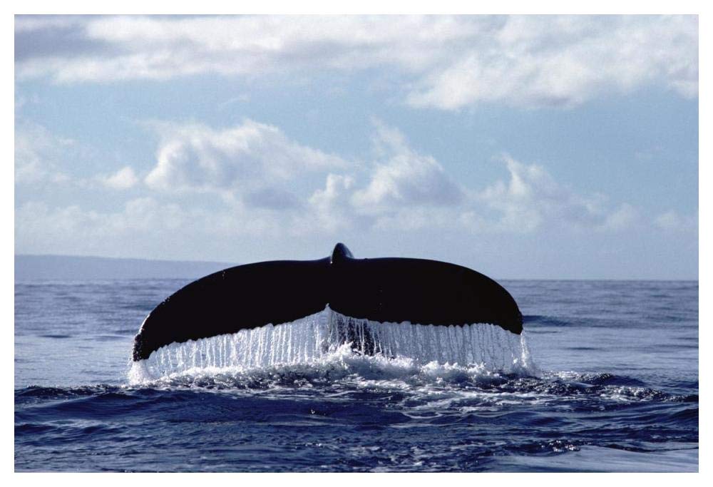 Humpback Whale tail-Paper Art-50x34”