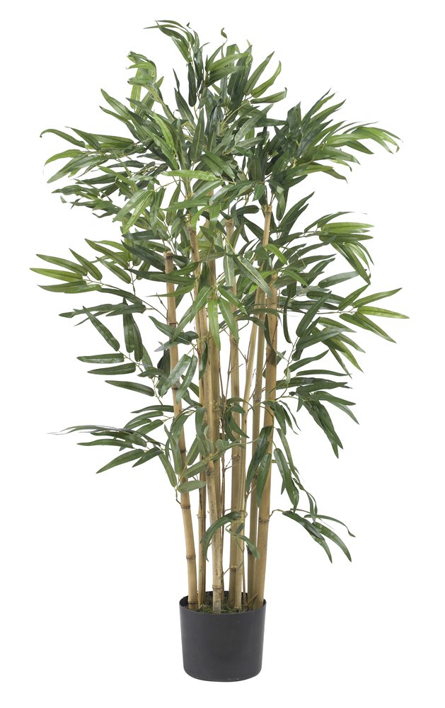 3 Multi Bambusa Bamboo Silk Tree