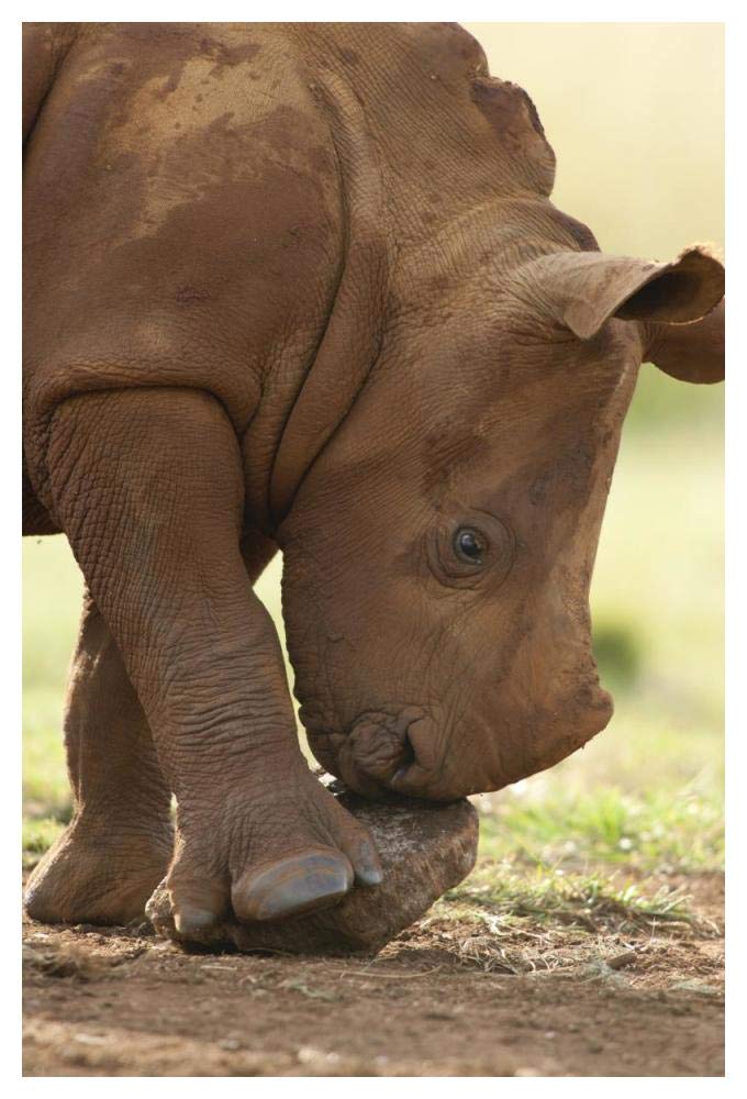 White Rhinoceros calf playing with a rock, Rhino and Lion Nature Reserve, South Africa-Paper Art-34x50”