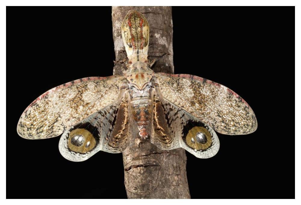 Lantern Bug with false eye spots on its wings, Barro Colorado Island, Panama-Paper Art-50x34”